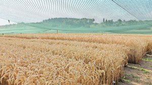 Auf der «Protected Site» in Reckenholz stand der gentechnisch veränderte Weizen aus Deutschland während dreier Versuchsjahre.
