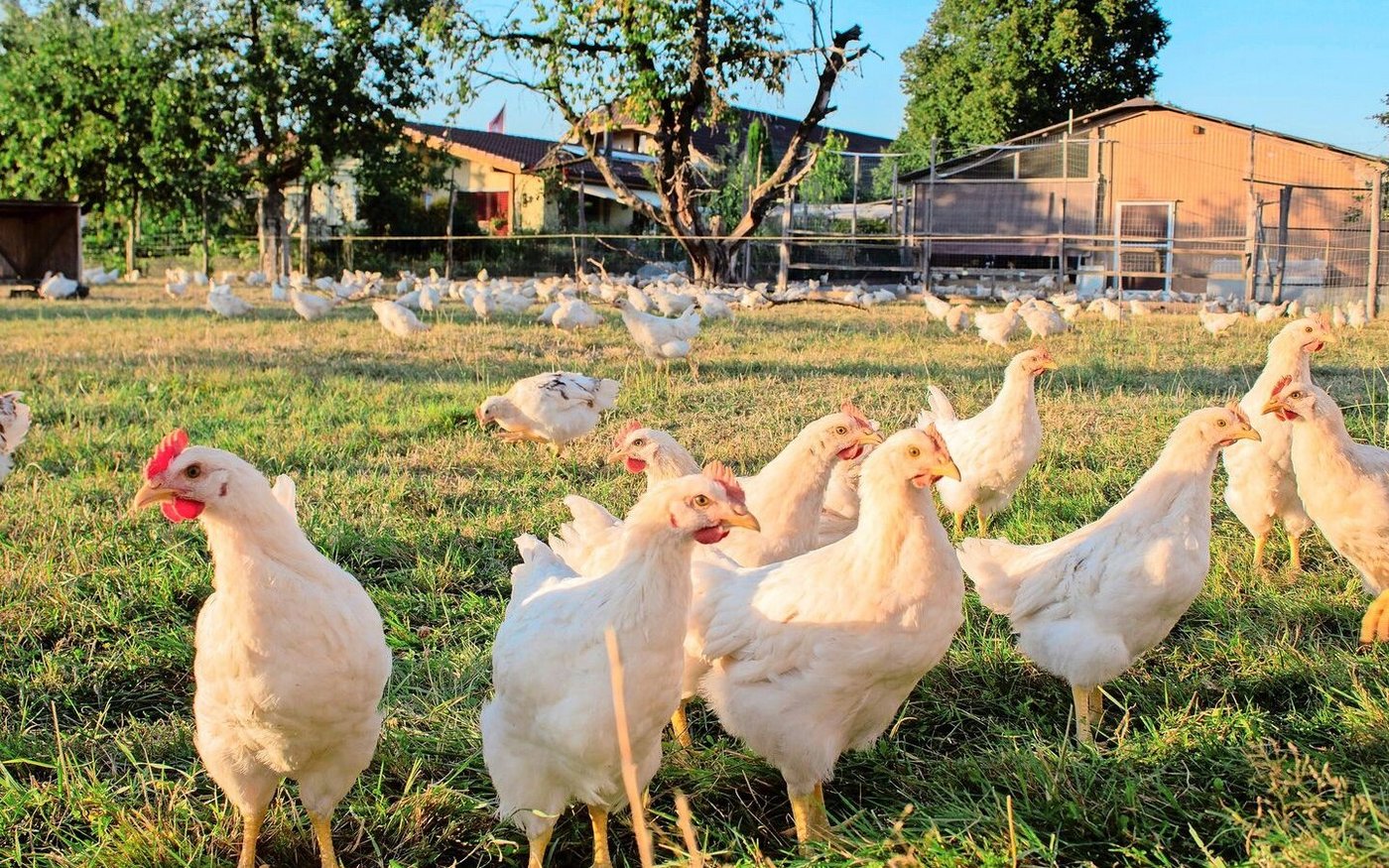 Bruderhähne haben einen höheren Bewegungsdrang und deshalb eine andere Muskulatur als Mastpoulets, zudem wachsen sie langsamer.