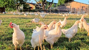 Bruderhähne haben einen höheren Bewegungsdrang und deshalb eine andere Muskulatur als Mastpoulets, zudem wachsen sie langsamer.