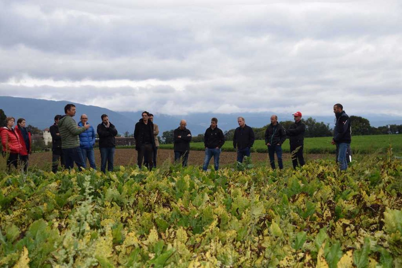Auf dem Rübenfeld werden die Auswirkungen politischer Entscheide deutlich: Hier wütet die viröse Vergilbung. (Bild Freiburgische Landwirtschaftskammer)