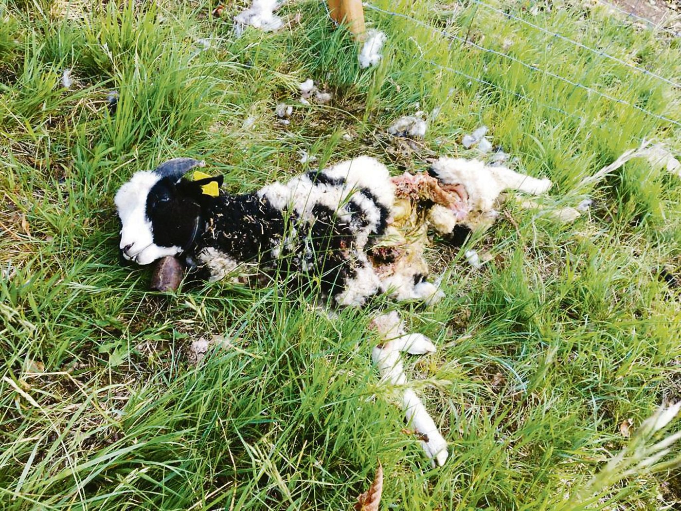 Auch ein neuer Zaun konnte den Wolf nicht davon abhalten, das Jakobschaf-Widderli von Erwin Häfliger zu reissen. Er vermutet, dass es das Tier M76 war und fordert dessen Entnahme.(Bild zVg)