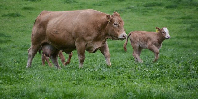 Während die Anzahl Milchkühe in der Schweiz abnimmt, gibt es immer mehr Mutterkühe. (Bild BauZ)