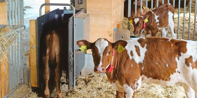 Tränkeautomaten sind in der Gruppenhaltung von Vorteil, da die Tränkemenge und -frequenz für jedes Kalb dokumentiert und individuell gesteuert werden kann. 