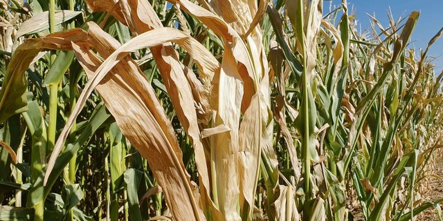 Statt zu reifen, verdorrt der Mais. Verschiedene Betriebe haben darum bereits siliert. 