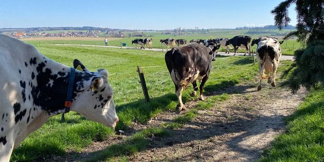 Den Schweizer Milchproduzenten liegt viel am Wohl ihrer Tiere, daher auch die hohe Beteiligung an BTS und RAUS, schreiben die SMP. (Symbolbild BauZ)