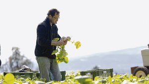 Der Aargauer Präsident Christoph Hagenbuch bei der Gemüseernte.