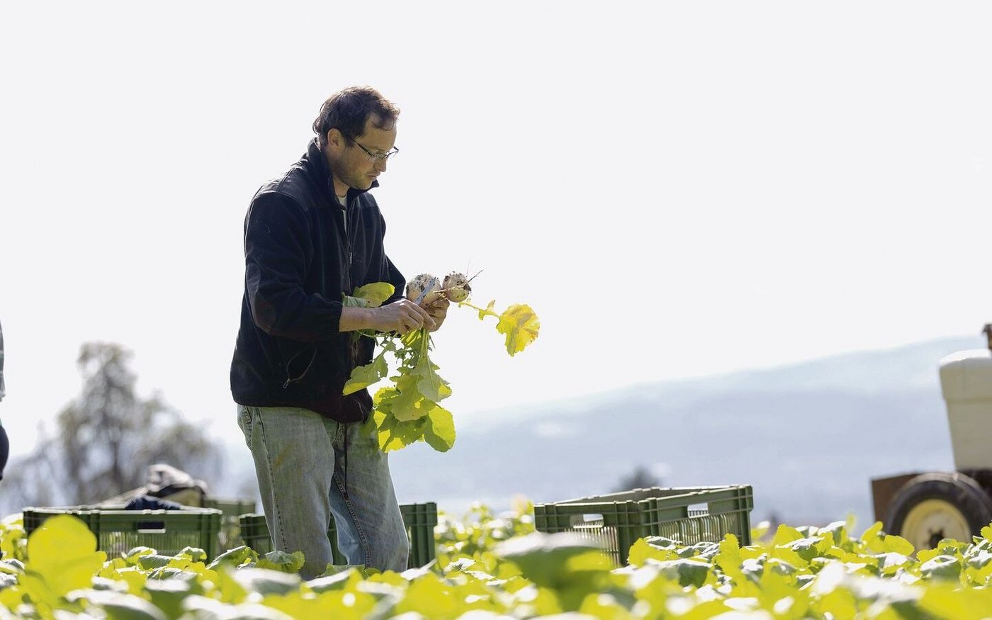 Der Aargauer Präsident Christoph Hagenbuch bei der Gemüseernte.