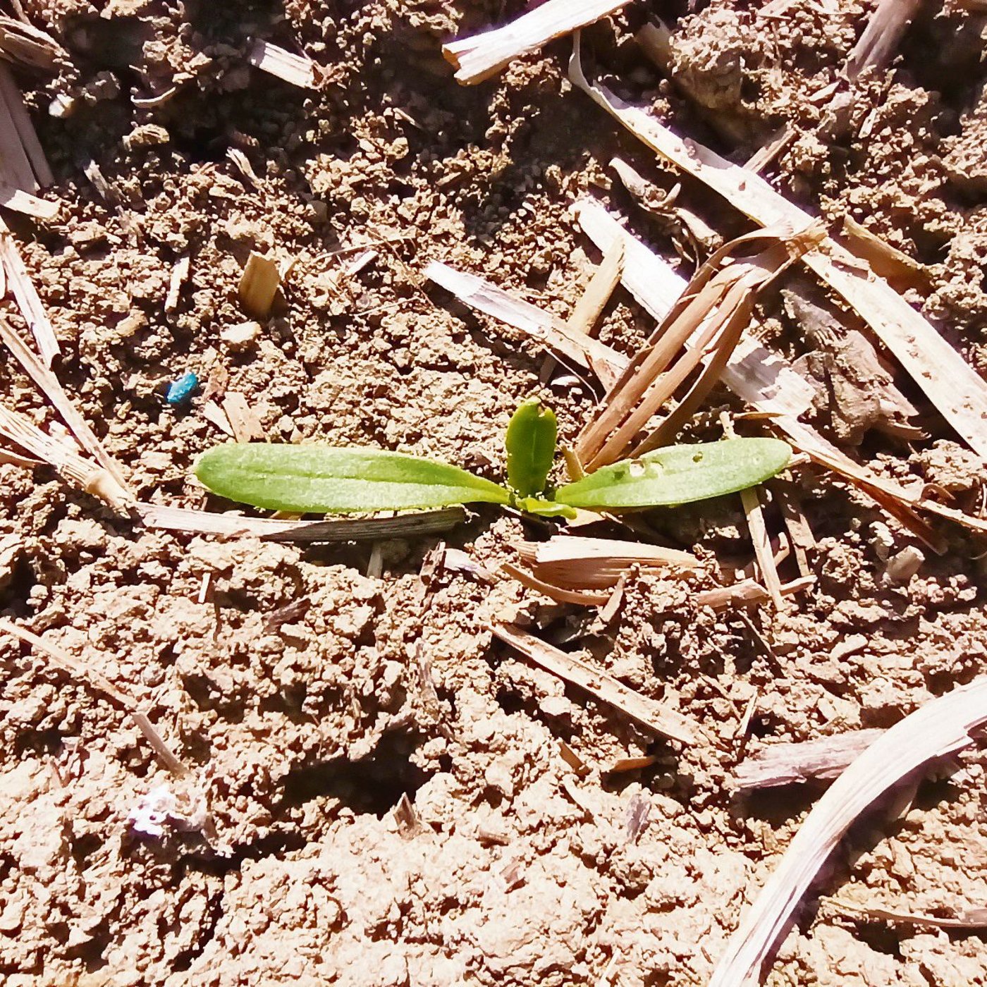 Solch ein Erdfloh-Schaden an den Zuckerrüben ist nicht bekämpfungswürdig. (Bild Andi Distel)