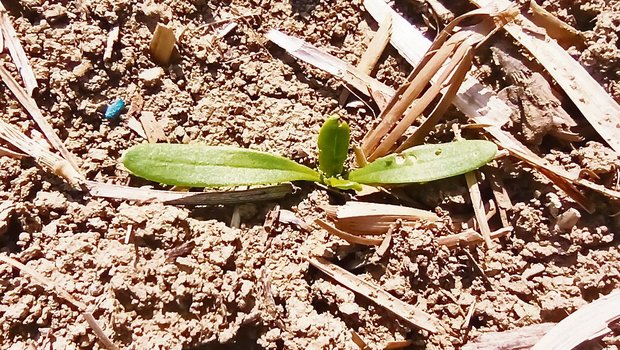 Solch ein Erdfloh-Schaden an den Zuckerrüben ist nicht bekämpfungswürdig. (Bild Andi Distel)