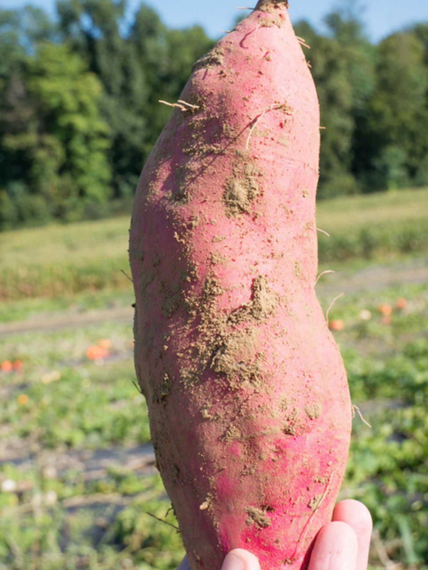 Im Gegensatz zu "normalen" Kartoffeln kann man Süsskartoffeln auch roh essen. 