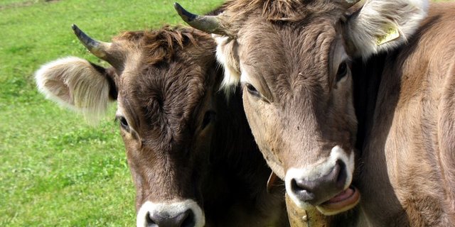 Überdurchschnittlich abgenommen hat die Zahl der milchproduzierenden Betriebe im Kanton. (Bild Walter Joss/landwirtschaft.ch)