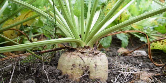 Die «Klima-Gruppe» ist überzeugt: Verwaltung und Geschäftsleitung des Rübenrings müssen «wie Zahnräder im Getriebe» funktionieren, aber dabei nicht in die jeweiligen Aufgaben eingreifen. (Bild BauernZeitung/Sera J. Hostettler)