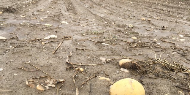 Mancherorts geriet die diesjährige Kartoffelernte zur Schlammschlacht. (Bild jsc)