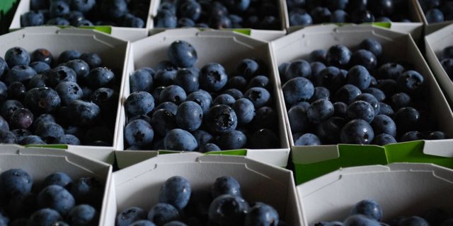 Es werden auch immer mehr Heidelbeeren aus der Schweiz angeboten. (Bild: jw)