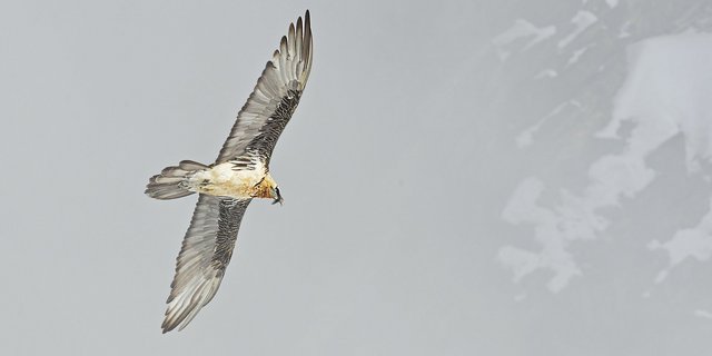 Bartgeier wurden anfangs der 20. Jahrhunderts im Alpenraum ausgerottet. Die Stiftung Pro Bartgeier siedelt die Tiere seit 1991 in der Schweiz wieder an. Bartgeier sind Aasfresser, die sich vor allem von Knochen verendeter Huftiere ernähren. (Bild Hansruedi Weyrich)