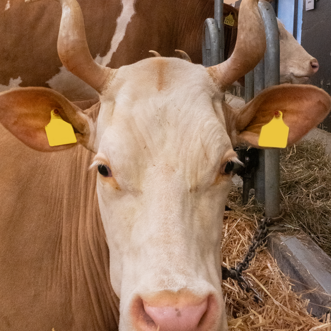Die Tiere an der Agrimesse scheinen fotogen zu sein. 