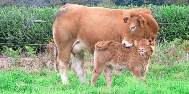 Durch die Tageszunahme der Kälber kann die Milchleistung der Mutterkuh geschätzt werden.