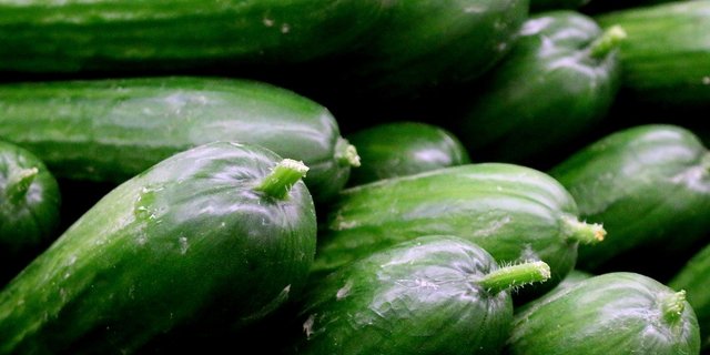 Wegen des Virus-Ausbruch können Gurken bis auf Weiteres auf dem betroffenen Betrieb nicht geerntet werden. (Bild Renee_Olmsted_Photography/Pixabay)