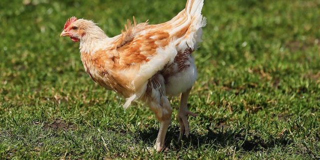 Pouletfleisch ist auffallend hell – das hat mehrere Gründe. (Bild Peter Röthlisberger / BauZ)