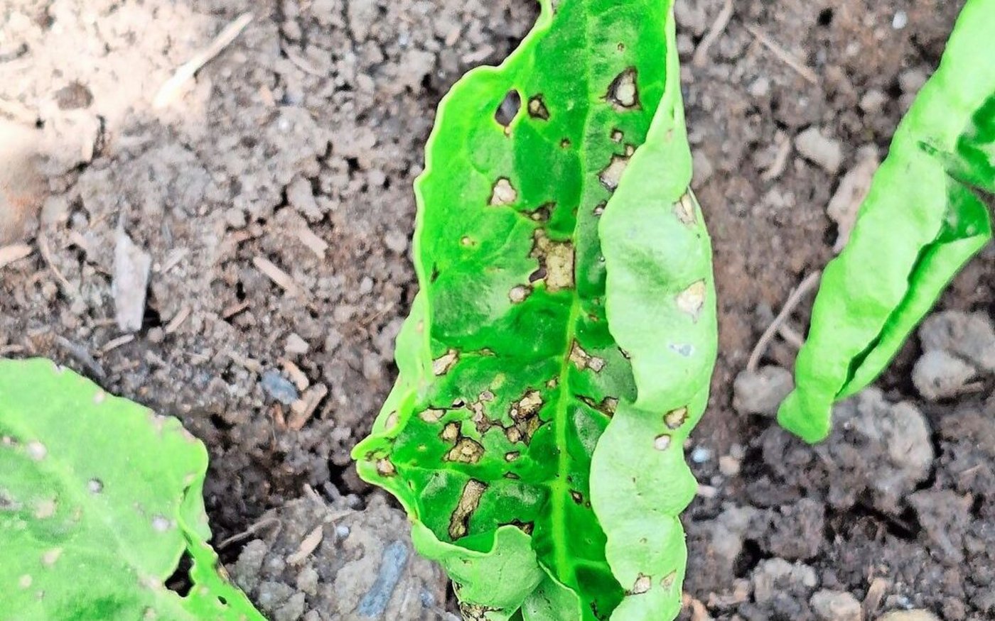Pseudomonas treten tendenziell früher im Feld auf als Cercospora und verursachen keine ertragsrelevanten Schäden.