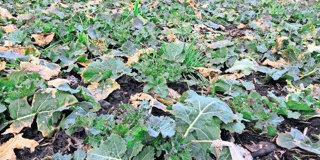 Als erste Kultur erwacht im Normalfall der Raps aus seiner Winterruhe.