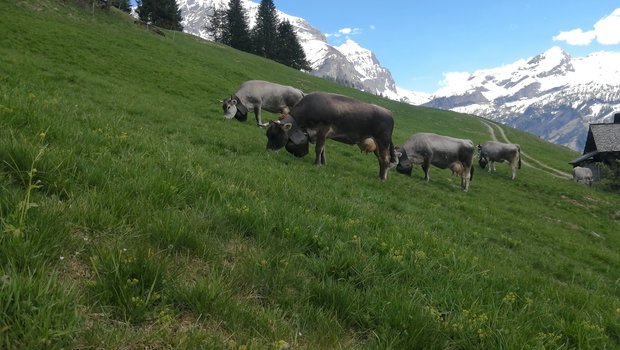 Ein Teil der rätischen Grauviehherde nach der Ankunft in der Vorsass. (Bild Toni Bergmann)