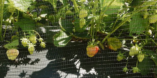 Das Netz schützt gleichzeitig vor Hagel, Starkregen, Sonnenbrand und vor ungebetenen Gästen wie Vögel, Wild, usw. (Bild zVg)
