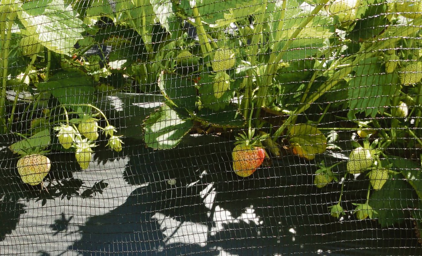 Das Netz schützt gleichzeitig vor Hagel, Starkregen, Sonnenbrand und vor ungebetenen Gästen wie Vögel, Wild, usw. (Bild zVg)