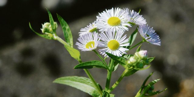 Das Einjährige Berufkraut ähnelt in seiner Erscheinung der einheimischen Kamille, muss aber zwingend und nachhaltig  bekämpft werden. Die Landwirtschaft ist zunehmend betroffen, aber wachsen tut der Neophyt auch anderswo. (Bild zVg)