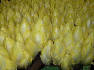 Chicorée, vielseitiger als man denkt Bei uns essen wir Chicorée meist als Salat, anderorts ist er ein Gemüse. (Bild Monika Neidhart)