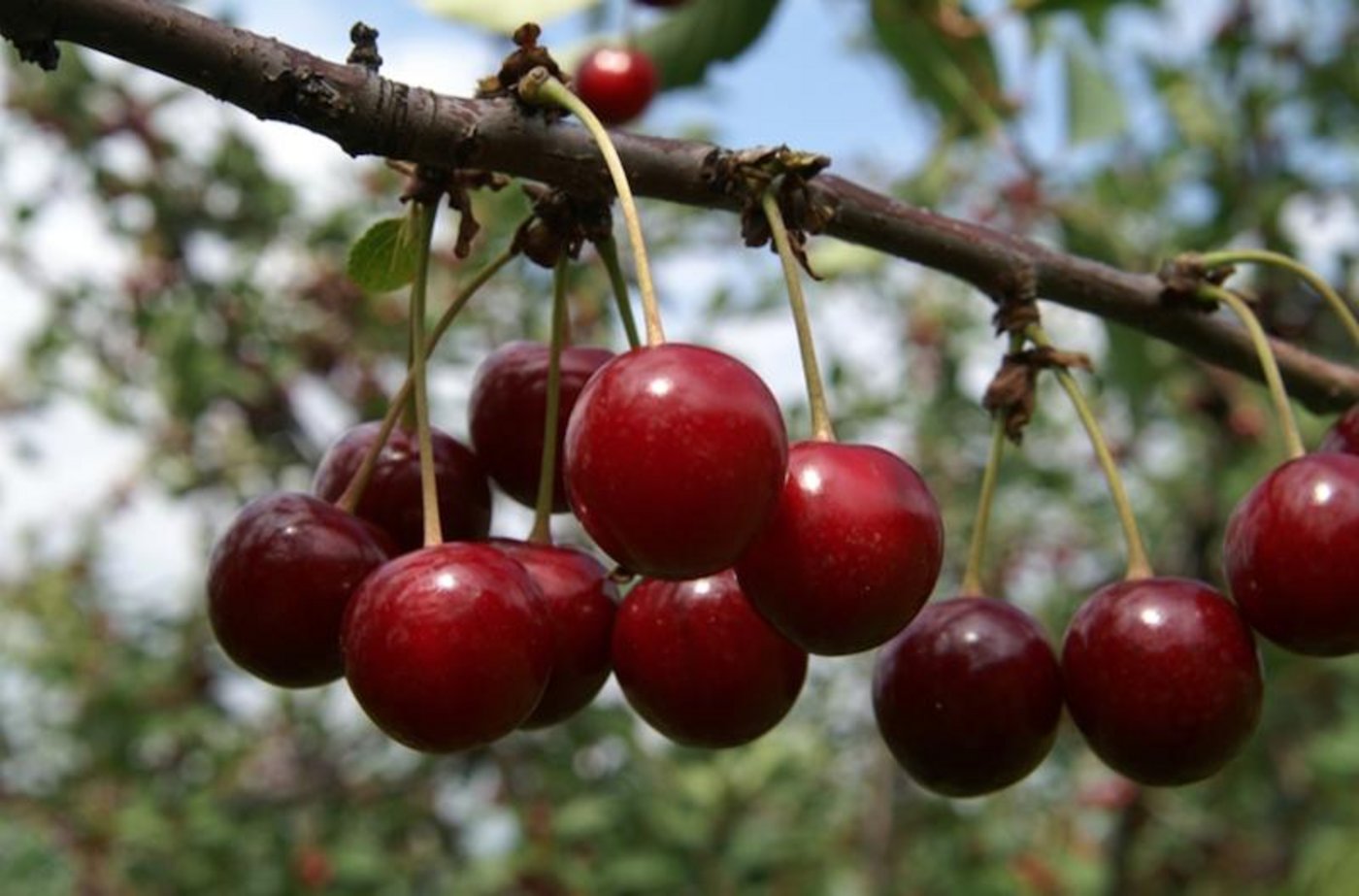 Auch nach den Unwettern von letzter Woche sollte es weiterhin eine gute Kirschenernte geben. (Bild lid)