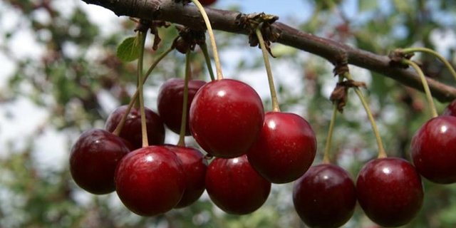 Auch nach den Unwettern von letzter Woche sollte es weiterhin eine gute Kirschenernte geben. (Bild lid)