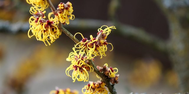 Bei warmen Temperaturen und viel Sonnenschein konnte man 2020 blühende Zaubernuss-Sträucher (Hamamelis) bewundern. (Bild Pixabay)