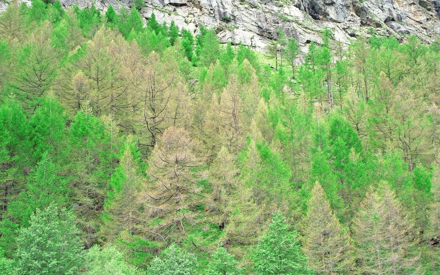 Lärchen im Saastal mit Frassschäden durch den Orangegelben Breitflügelspanner.
