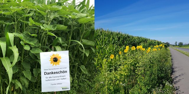 Die blühenden Sonnenblumen sollen für Dankbarkeit und Solidarität stehen. (Bild SBV)