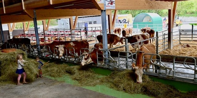 Auf dem FiBL-Hof werden Swiss-Fleckvieh- und Simmentalerkühe mit Hörnern gezüchtet. Dafür ist ein besonders grosszügiger Stall nötig. (Bilder Jasmine Baumann)