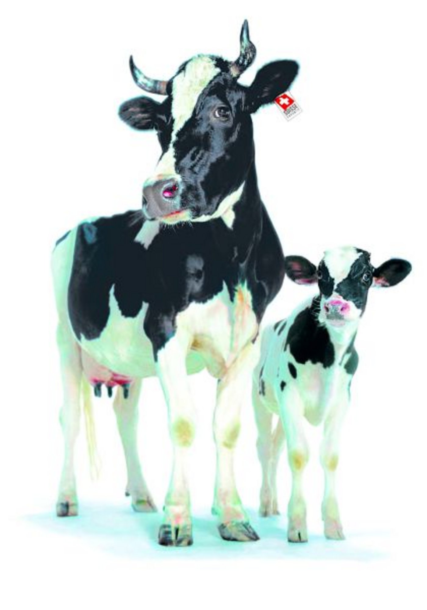 Lovely und Kalb: Die SMP-Werbekuh wird ab kommendem März nicht mehr auf weissem Hintergrund zu sehen sein, sondern auf der grünen Wiese. Doch das alleine reicht nicht. (Bild zVg)