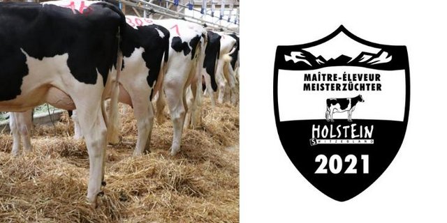 Für eine erfolgreiche Zucht braucht es Erfahrung und eine gute Planung der Anpaarungen. Der Titel eines Meisterzüchters ist eine Krönung in der Karriere eines Züchters. (Bild BauZ/Holstein Switzerland)