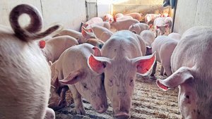 Der Weg für Schweize Der Weg für Schweizer Schweinegenetik nach Westeuropa soll über Bayern führen. Bis im Sommer wird über den Zusammenschluss Suisag – EGZH entschieden.