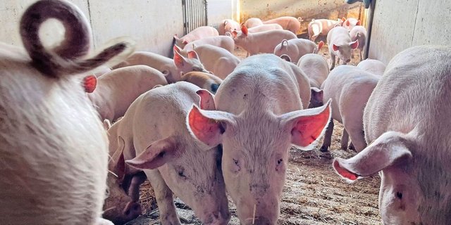 Der Weg für Schweizer Schweinegenetik nach Westeuropa soll über Bayern führen. Bis im Sommer wird über den Zusammenschluss Suisag – EGZH entschieden.
