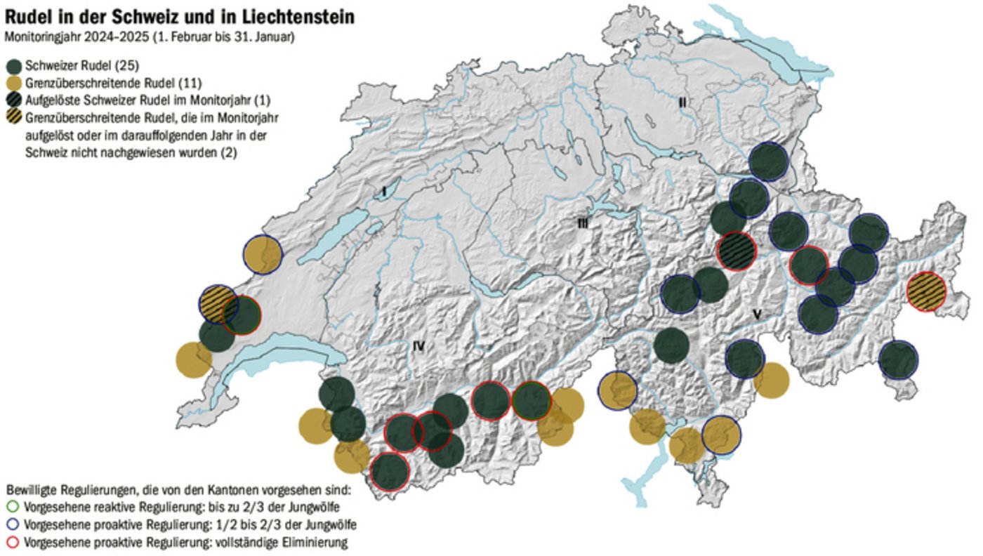 Veränderte Wolfspolitik: Die präventive Regulierung soll das Zusammenleben mit dem Grossraubtier erleichtern. 