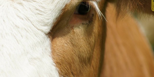 Importiere Nahrungsmittel sollten Mindeststandards für Tierwohl und Umweltschutz erfüllen müssen, findet der STS. (Bild Pixabay)