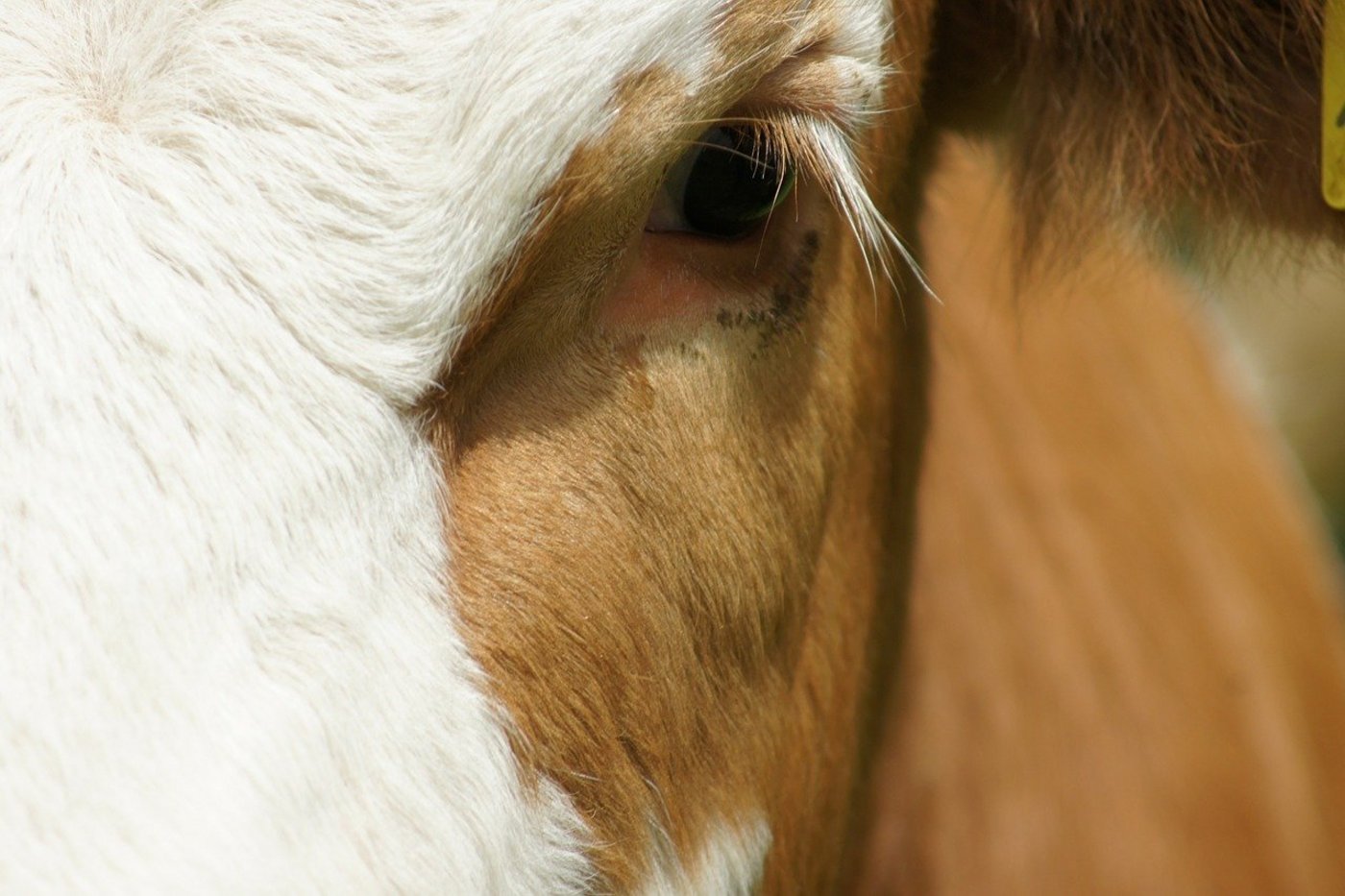 Importiere Nahrungsmittel sollten Mindeststandards für Tierwohl und Umweltschutz erfüllen müssen, findet der STS. (Bild Pixabay)