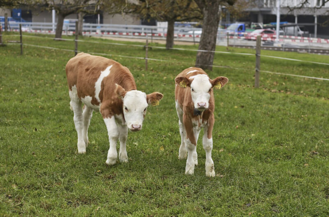Die ersten Lebenswochen prägen fürs ganze Leben. Kälber im Betrieb der Stiftung Bächtelen in Wabern BE. (Bild ji)