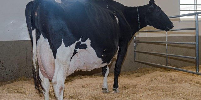 Die bekannte Ausstellungskuh Lovhill Goldwyn Katrisha steht bei Milksource. Sie gewann 2015 den Grand Championtitel bei der Holsteinschau in Madison. (Bild) Konrad Lustenberger