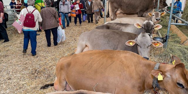 Dank Kontakten Verständnis für die Landwirtschaft fördern. Tiere und Menschen begegnen sich im Tierzelt an der Luga. 