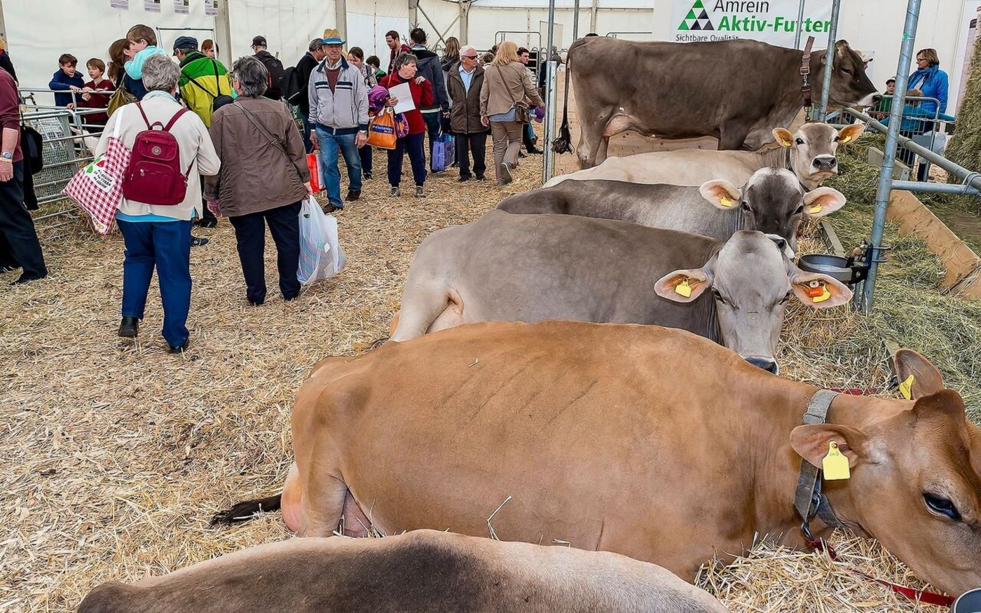 Dank Kontakten Verständnis für die Landwirtschaft fördern. Tiere und Menschen begegnen sich im Tierzelt an der Luga. 