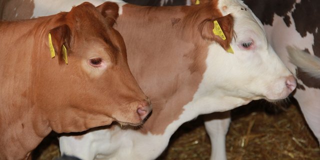 Seit Wochen stauten sich fette Kälber in den Ställen. Jetzt werden sie geschlachtet, weil es Geld gibt für das Einfrieren von Kalblfleisch. (Bild SBV)