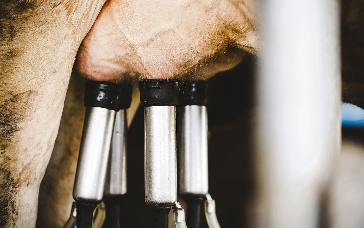 Häufig verlaufen die durch das Bakterium Staphylococcus aureus verursachten Euterentzündungen chronisch.