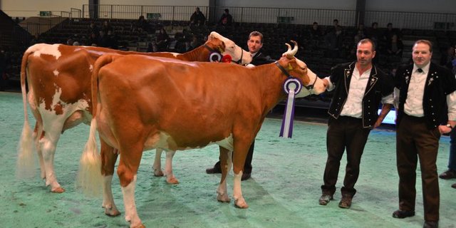 Grand Champion (vorne): Merino Ondosa, Jakob und Michael Berger, Milken / Reserve Champion: Fantast Cremona, Samuel Künzi, Blausee - Mitholz